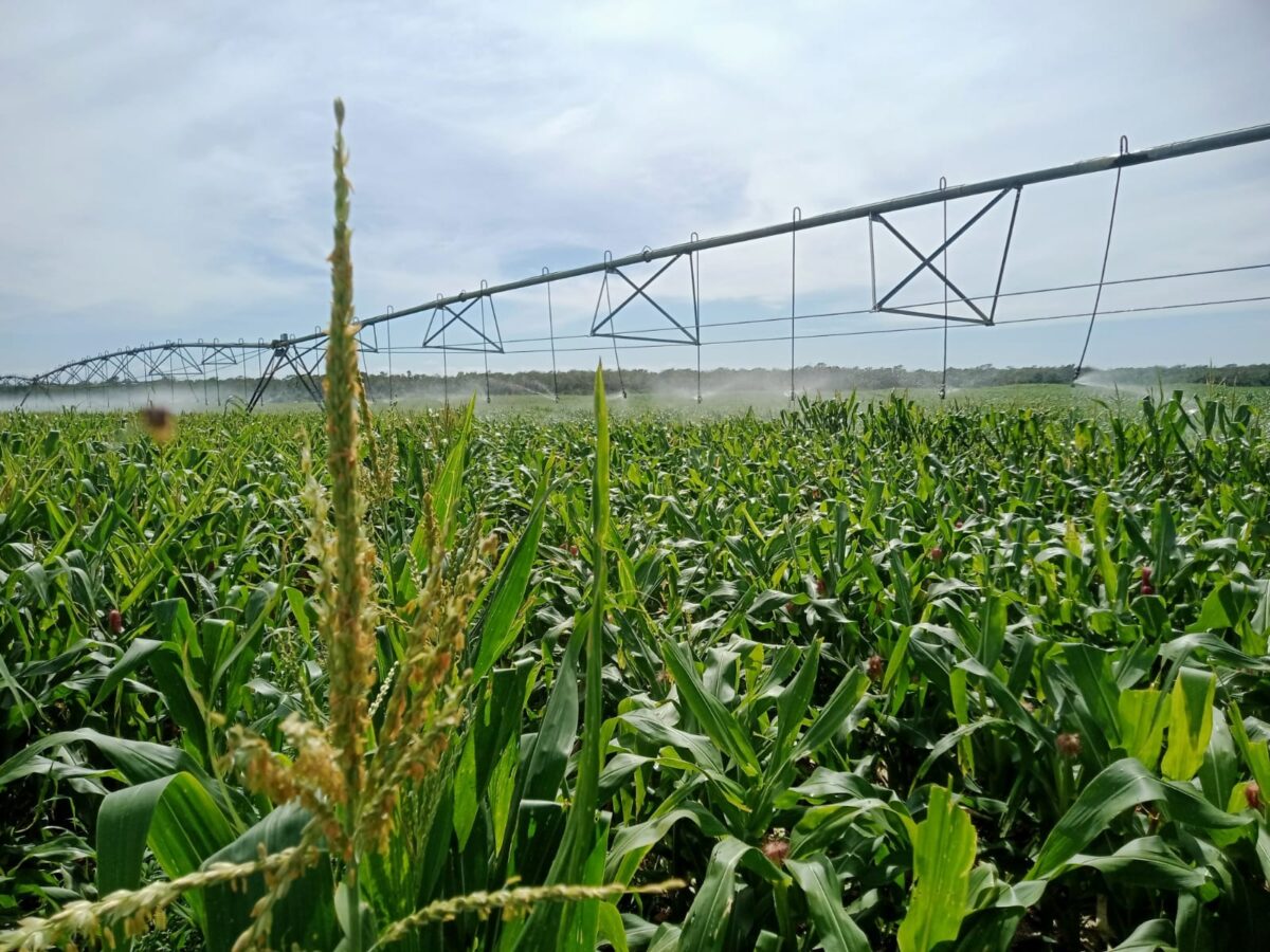 Amplían registro al PEUA 2026: Productores pueden inscribirse hasta abril