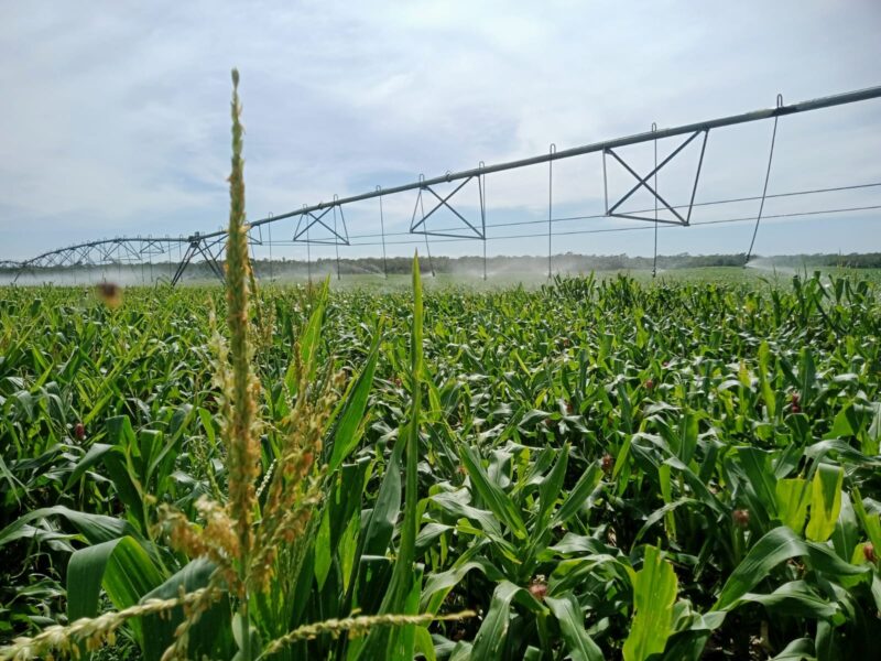 Amplían registro al PEUA 2026: Productores pueden inscribirse hasta abril