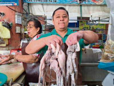 Prevén certificación de origen del pulpo maya antes de 2030