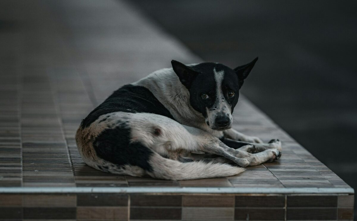 Más de 12 mil animales recibieron atención veterinaria del Ayuntamiento de Mérida