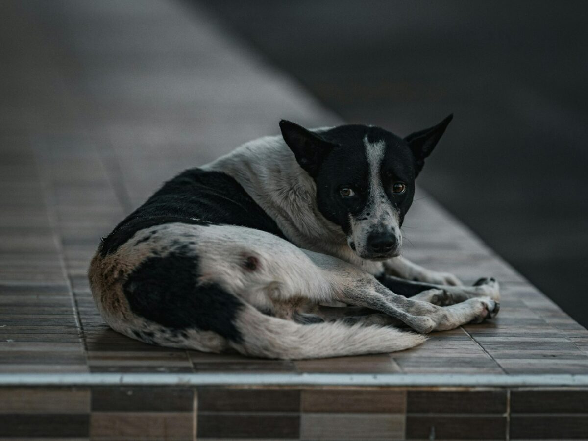 Más de 12 mil animales recibieron atención veterinaria del Ayuntamiento de Mérida