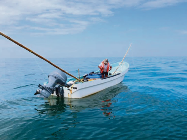Prevén que pesca de mero alcance las cuatro mil toneladas