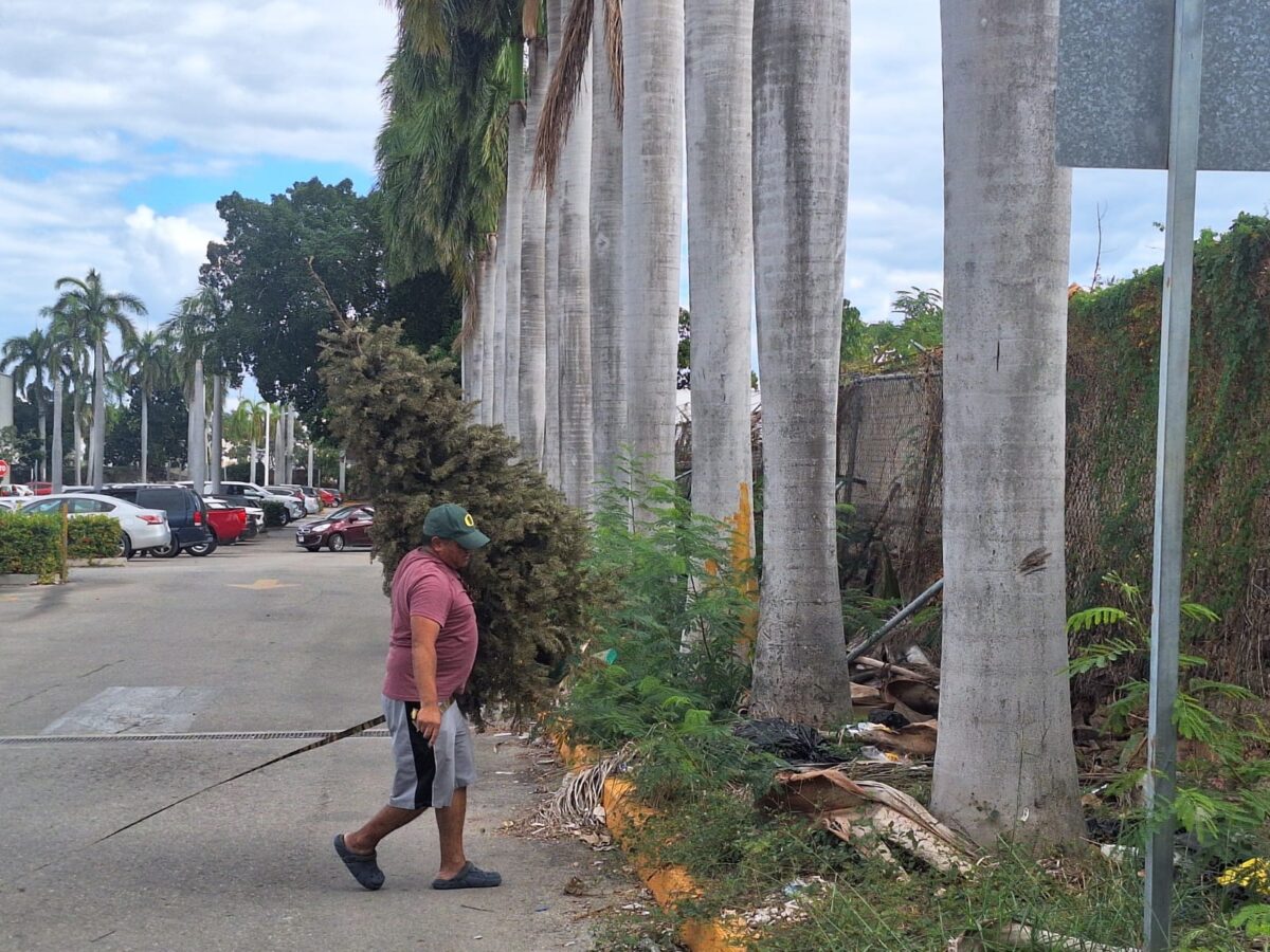 Mérida habilita centros de acopio para pinos naturales