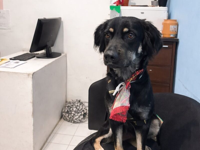 ¿Quién es Kalimán? El perrito del Ayuntamiento de Mérida que conquista las redes
