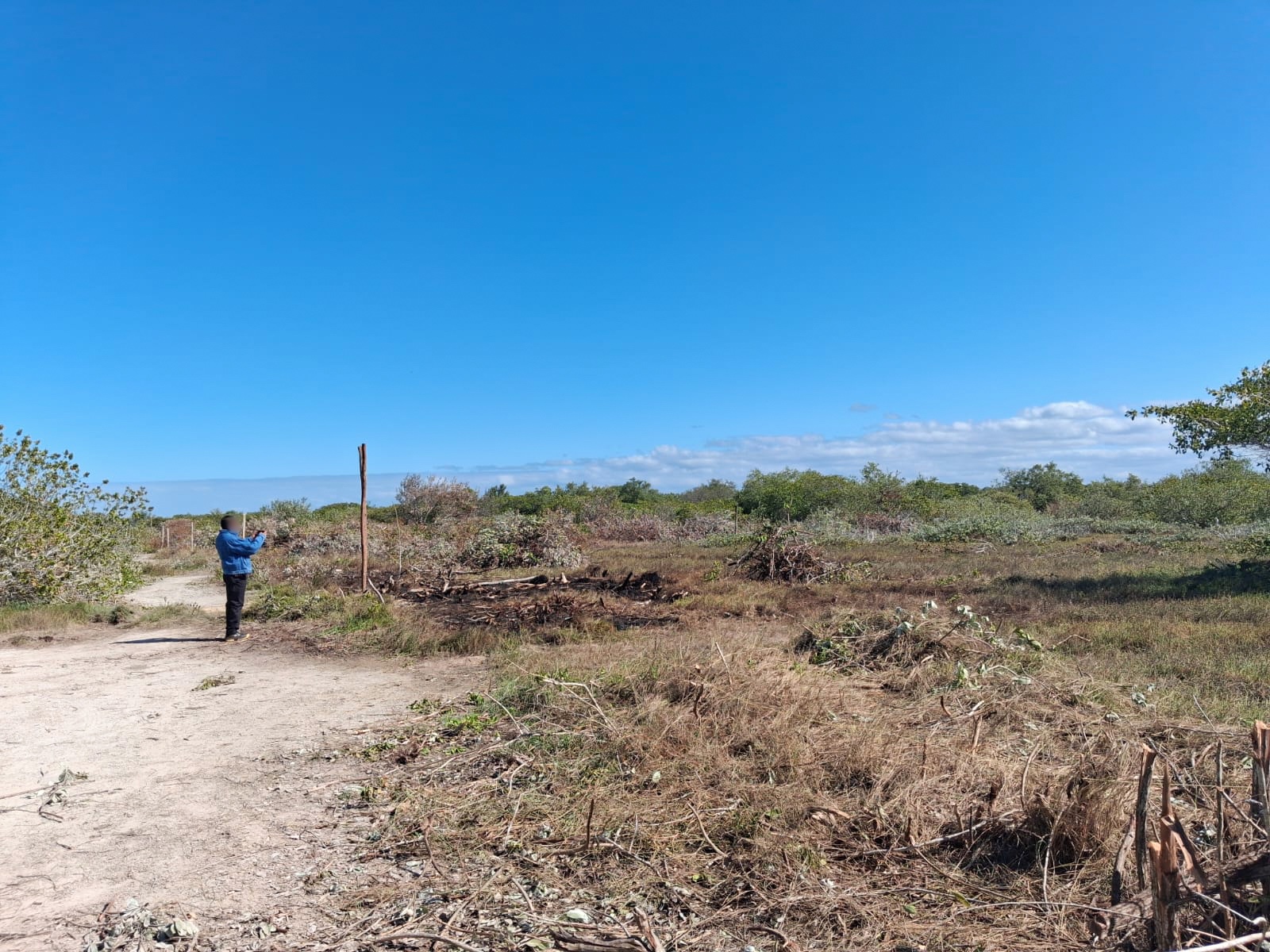 Profepa clausura desmonte ilegal de manglar en Chelem, Yucatán - Diario 24 Horas Yucatán