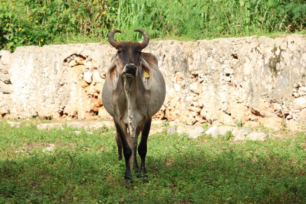 Yucatán invierte 203.3 millones de pesos para fortalecer el campo