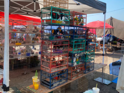 Así se ven las aves rescatadas en Morelia tras operativo de Profepa