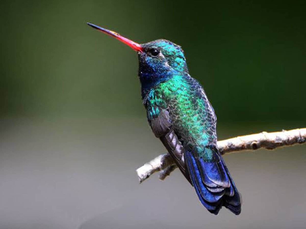 Los colibríes no atraen el amor ni con el mejor amarre