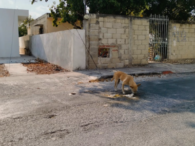 Perros encabezan casos activos de miasis