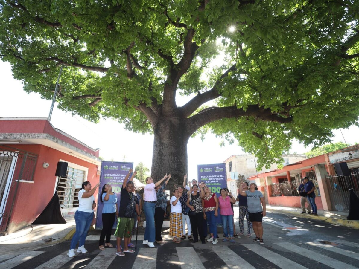 App Árbol: así puedes postular y proteger árboles en Mérida