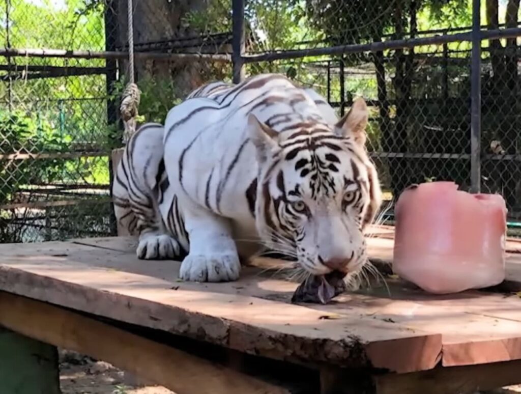 Anuncian traslado de una tigresa blanca al parque zoológico Animaya