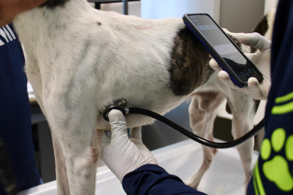 Programa de esterilización animal en Mérida busca permanencia