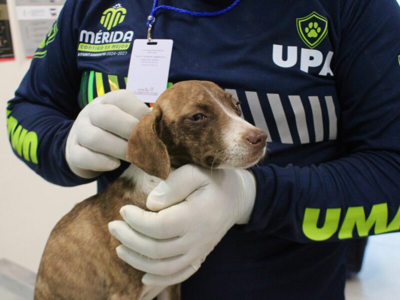 Programa de esterilización animal en Mérida busca permanencia