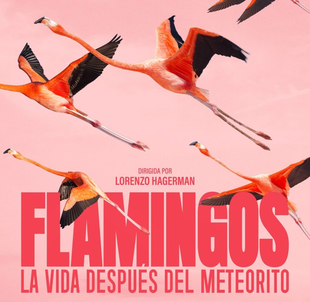 Flamingos en Mérida: cines, horarios y dónde verlo