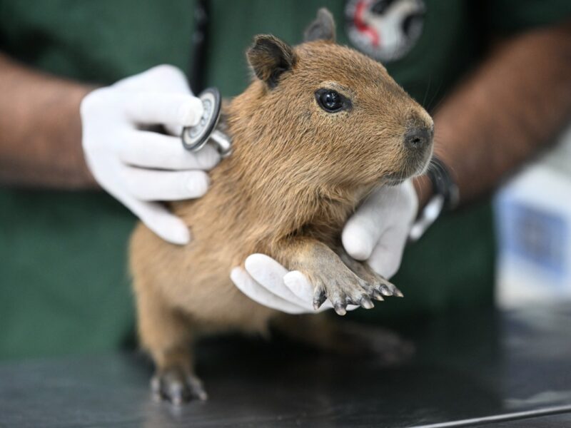 Detienen a ocho personas ataque a capibara