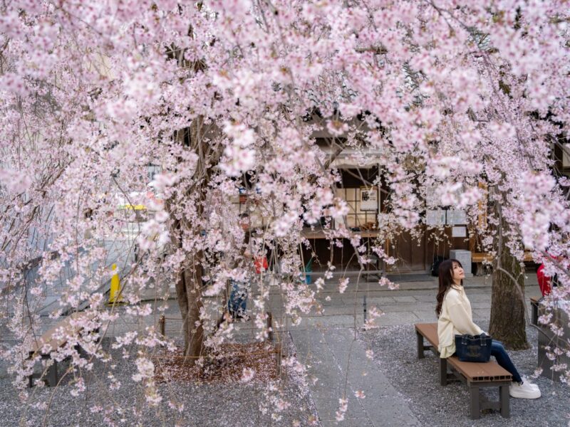 Japón vive la temporada de sakura con cerezos