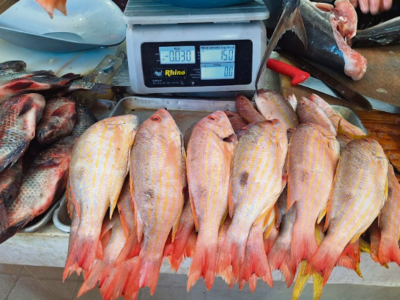 Supervisan pescados y mariscos en Mérida