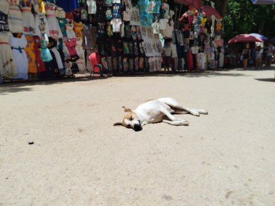 Estos son los fieles guardianes de Chichén Itzá y su historia en la zona arqueológica