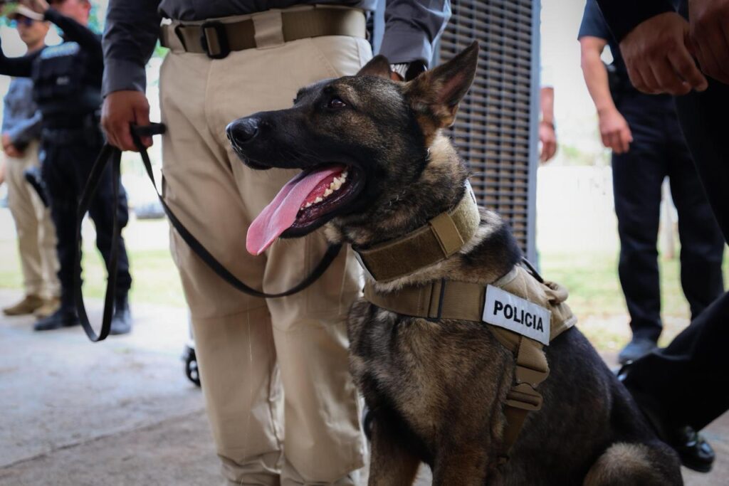 Incorporan tres perros especializados en explosivos a la SSP Yucatán