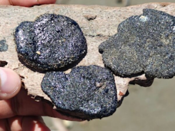 Pemex apoyará con 15 millones a pescadores tras afectaciones por hidrocarburo