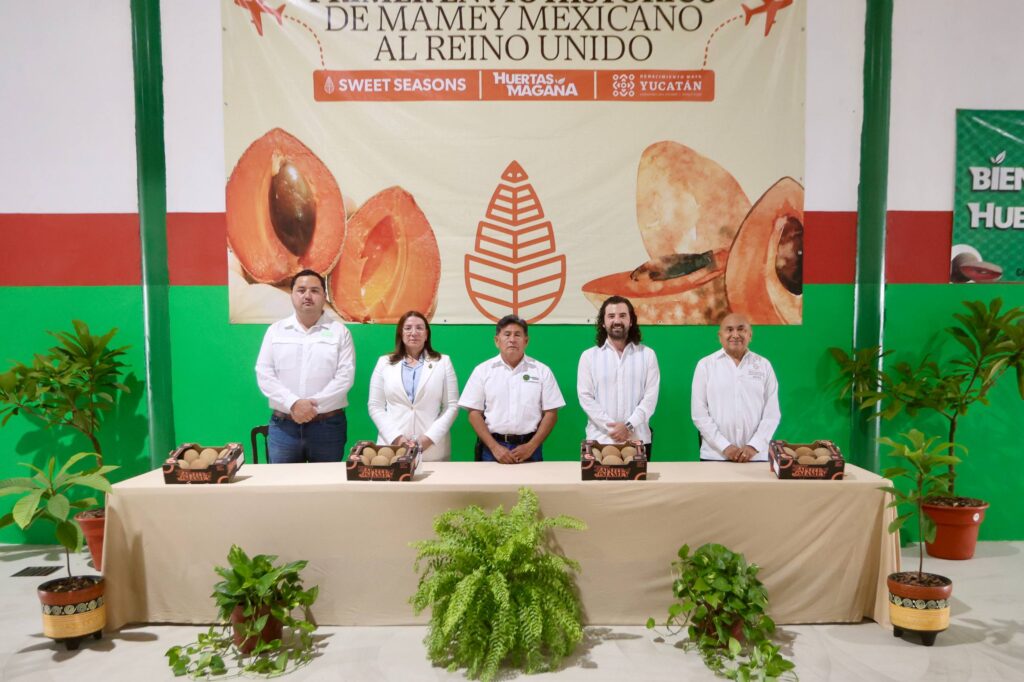 Del sur de Yucatán al Reino Unido: mamey conquista mercados globales