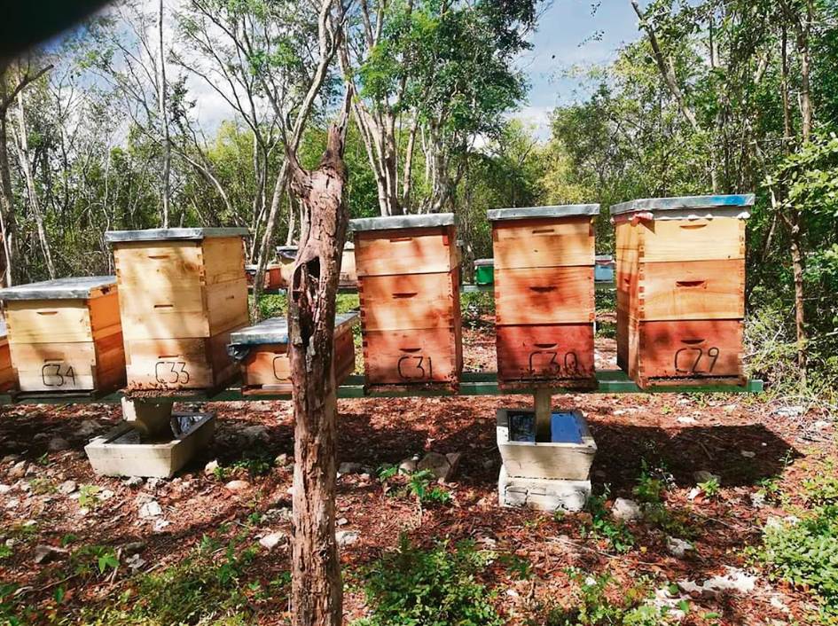 Lluvias fortalecen la producción apícola de Yucatán