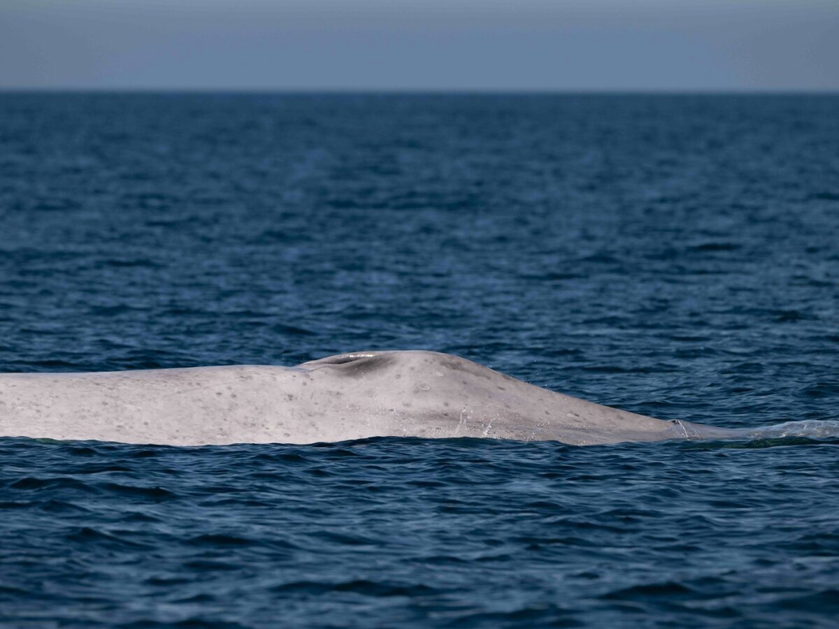 Reportan avistamiento de una ballena azul albina en aguas de Baja California