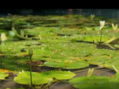 San Antonio Mulix: cenotes X-Batún y Dzombakal, naturaleza y turismo cerca de Umán