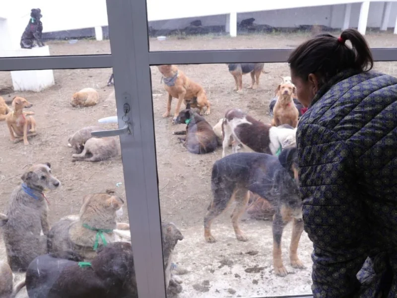 CDMX: Reportan la muerte de 34 perros del Refugio Franciscano tras su desalojo