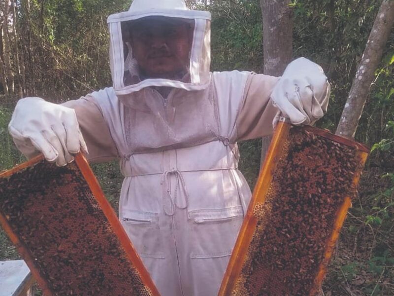 Lluvias fortalecen la producción apícola de Yucatán