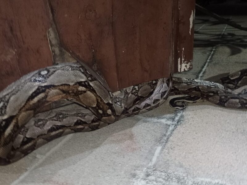 Capturan boa en Umán