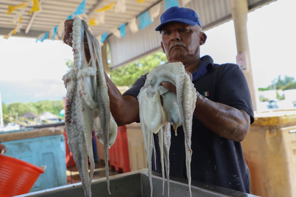 Yucatán busca fortalecer exportaciones de pulpo maya en España