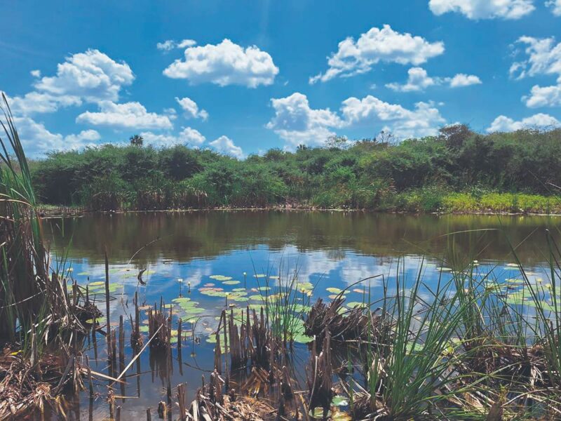 El Zapotal: reserva privada clave para la biodiversidad en Yucatán