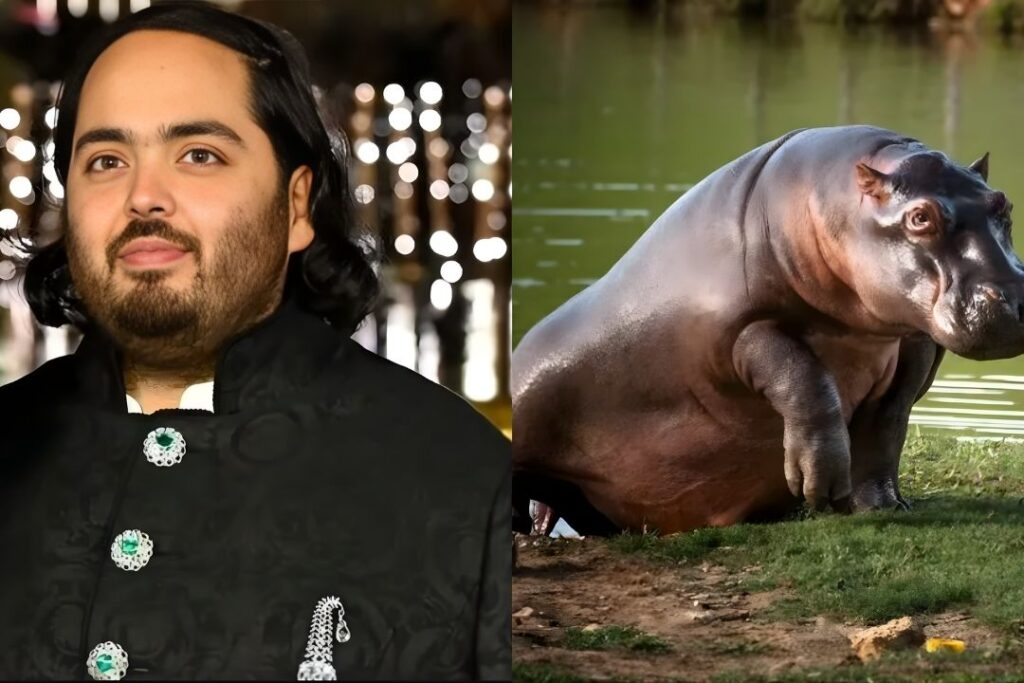 El magnate Anant Ambani ofrece trasladar 80 hipopótamos de Escobar a la India