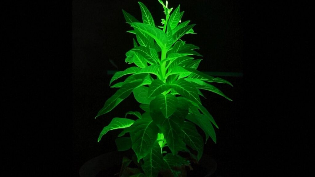 Presentan plantas luminosas inspiradas en el mundo de 'Avatar'