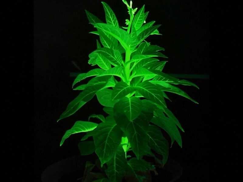 Presentan plantas luminosas inspiradas en el mundo de 'Avatar'