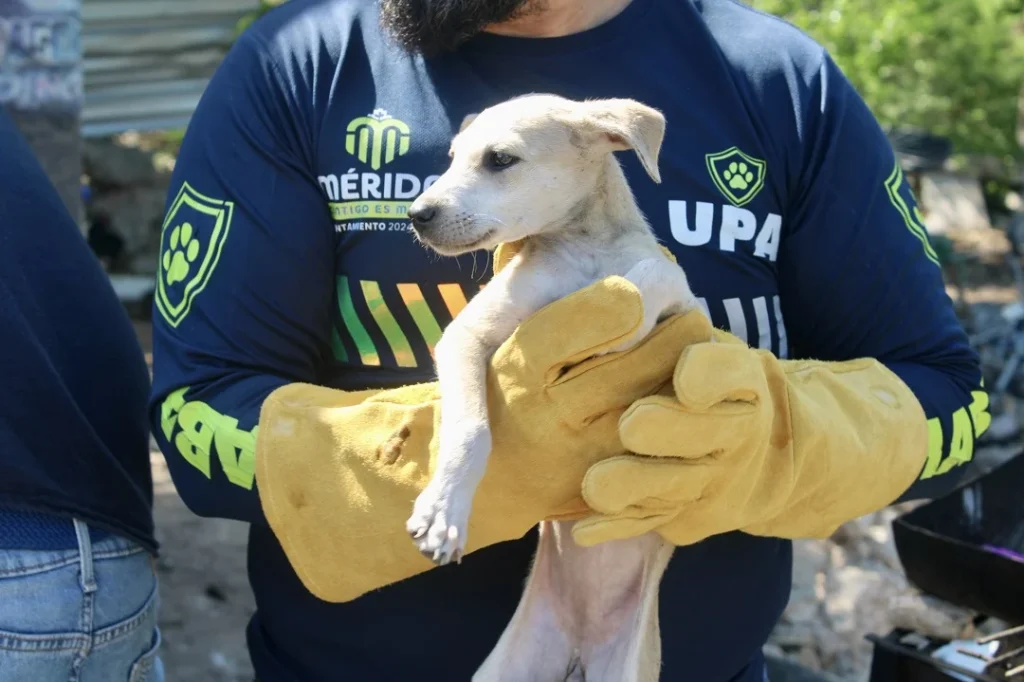 La Unidad de Protección Animal pone a salvo 40 animales tras denuncia