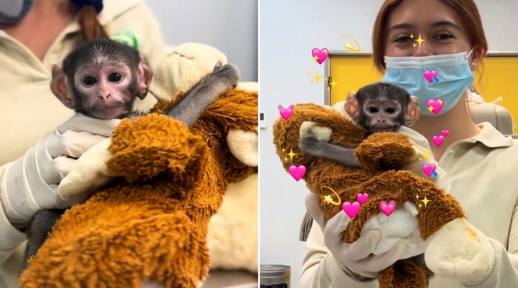 El Zoológico Guadalajara presenta a Yuji, una cría de mono patas