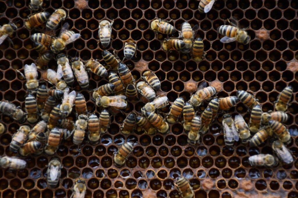 Apicultores de Yucatán alertan por riesgos a las abejas