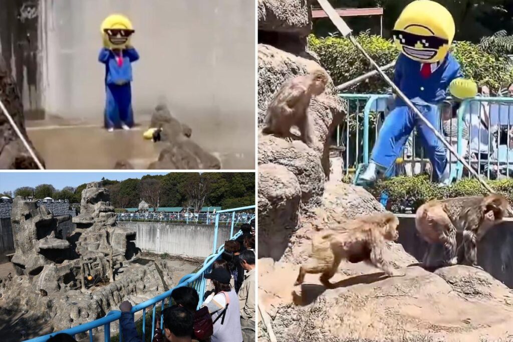 Arrestan en Japón a dos sujetos por traspasar el recinto del macaco Punch