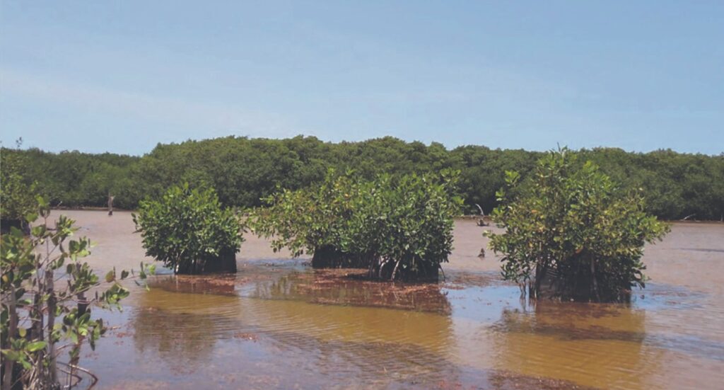 Comunidad de Sisal recupera extensión de manglares