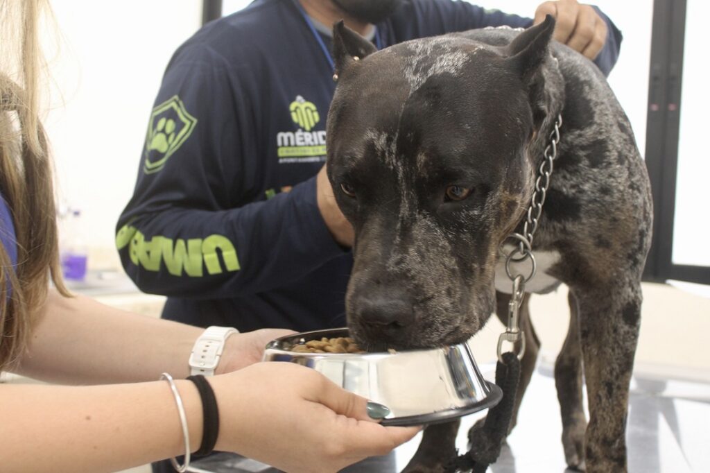Ayuntamiento de Mérida no sacrificará a "Zeus"