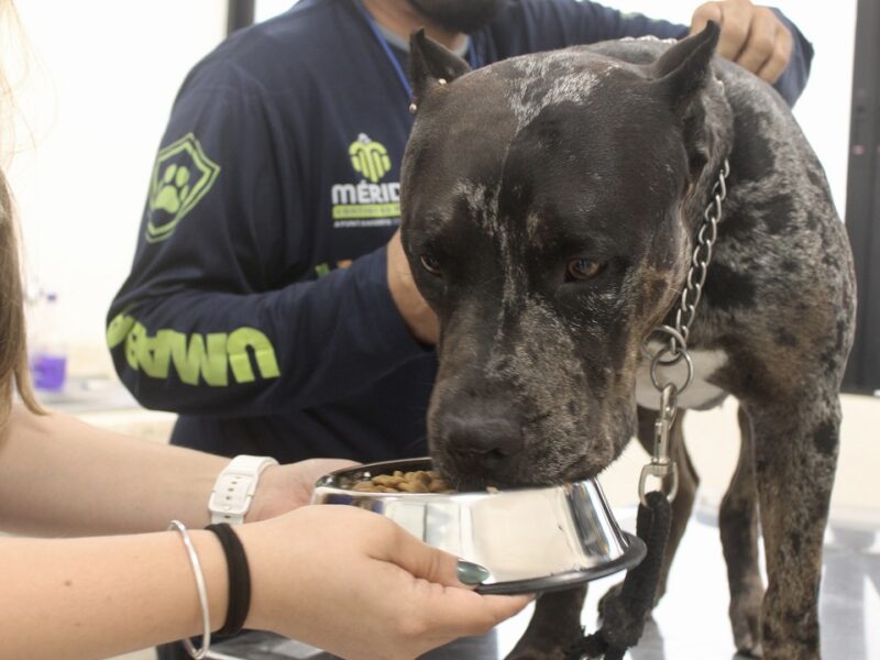 Ayuntamiento de Mérida no sacrificará a "Zeus"
