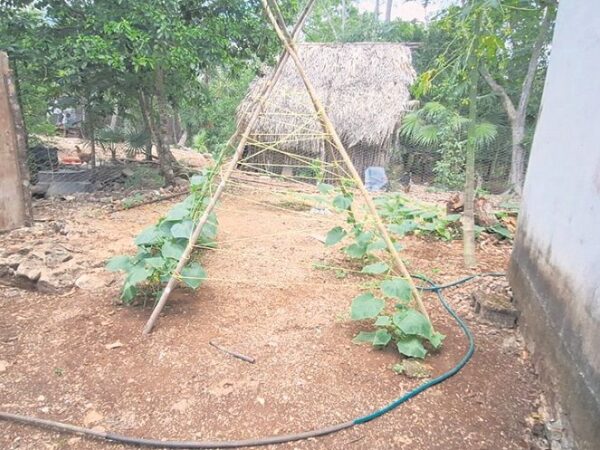 Huertos de traspatio: la "vacuna" de Yucatán contra la carestía