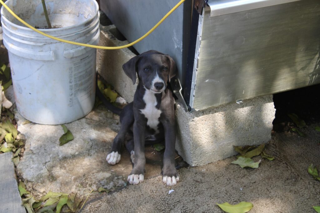 Suben reportes de maltrato animal en Mérida ante la ola de calor