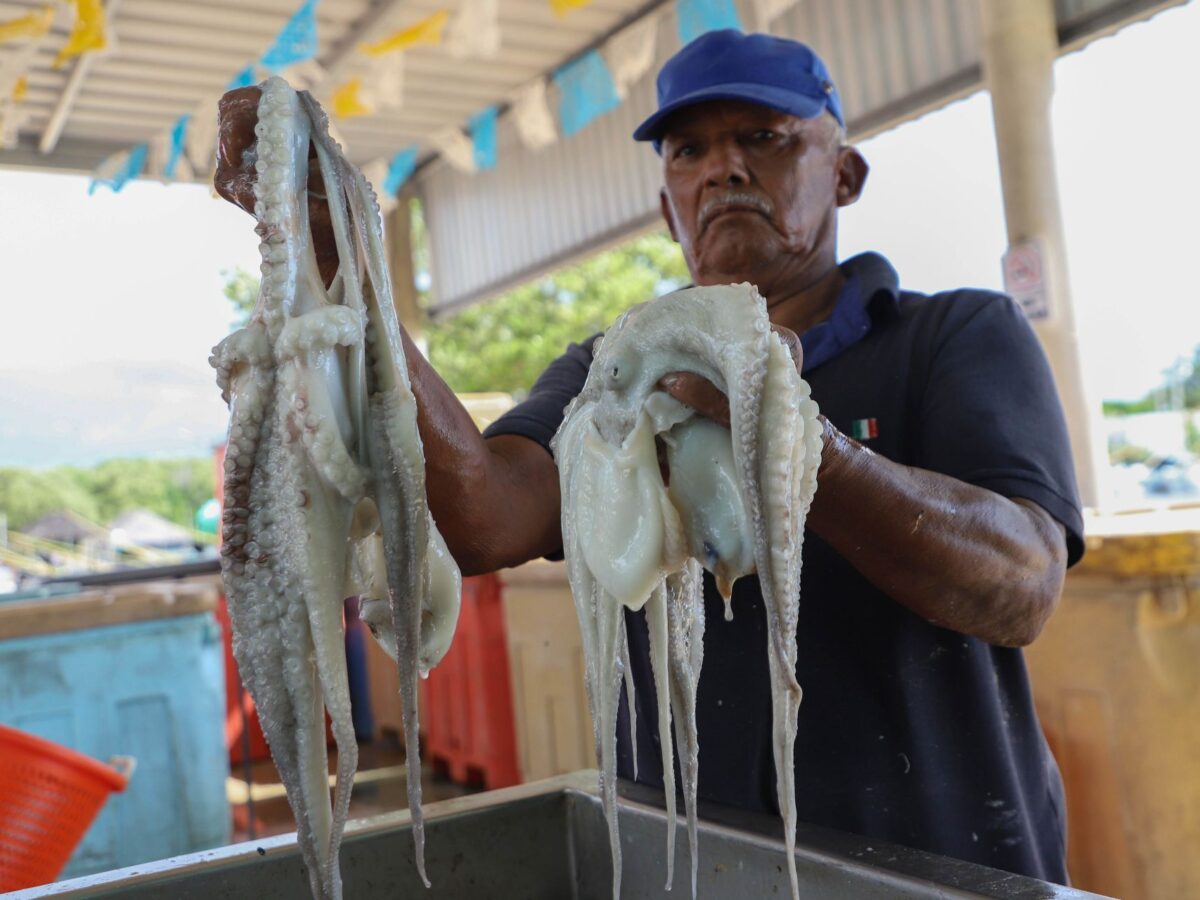 Analizan cambios en las vedas del pulpo y el mero en Yucatán
