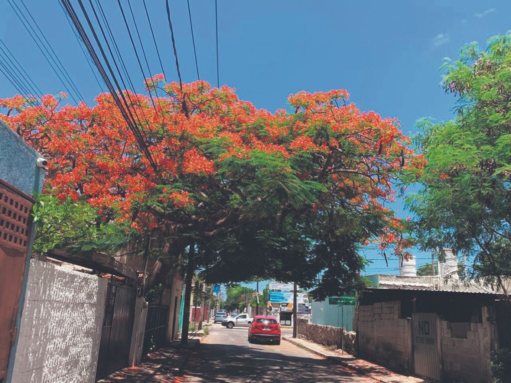 Flamboyán en Yucatán: historia, beneficios y retos urbanos