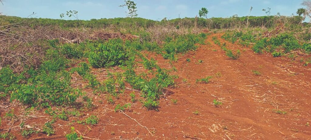 Mantienen vigilancia sobre monocultivos en Yucatán por daños al suelo