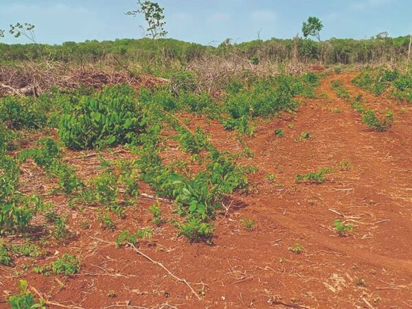 Mantienen vigilancia sobre monocultivos en Yucatán por daños al suelo