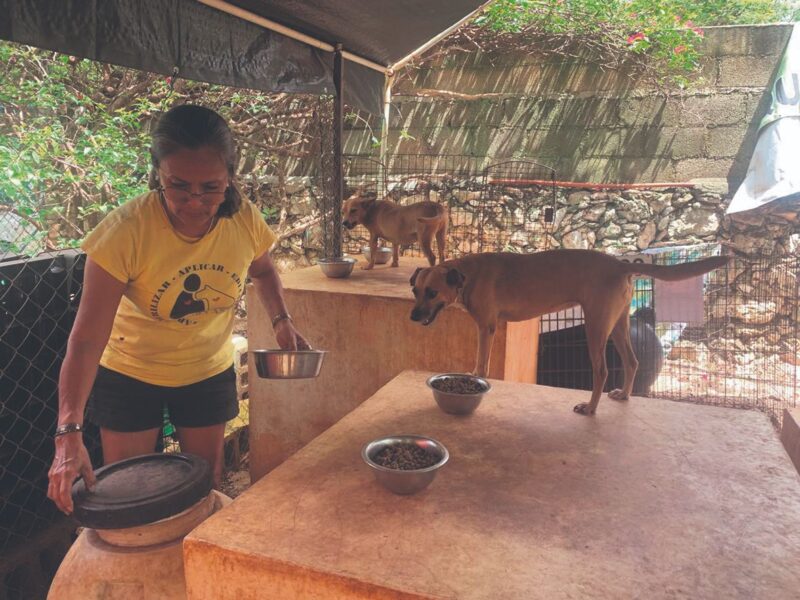Lluvias agravan crisis en refugio animal que alberga 624 rescatados